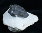 Inch Coltraneia Trilobite - Tower Eyes #2956-4